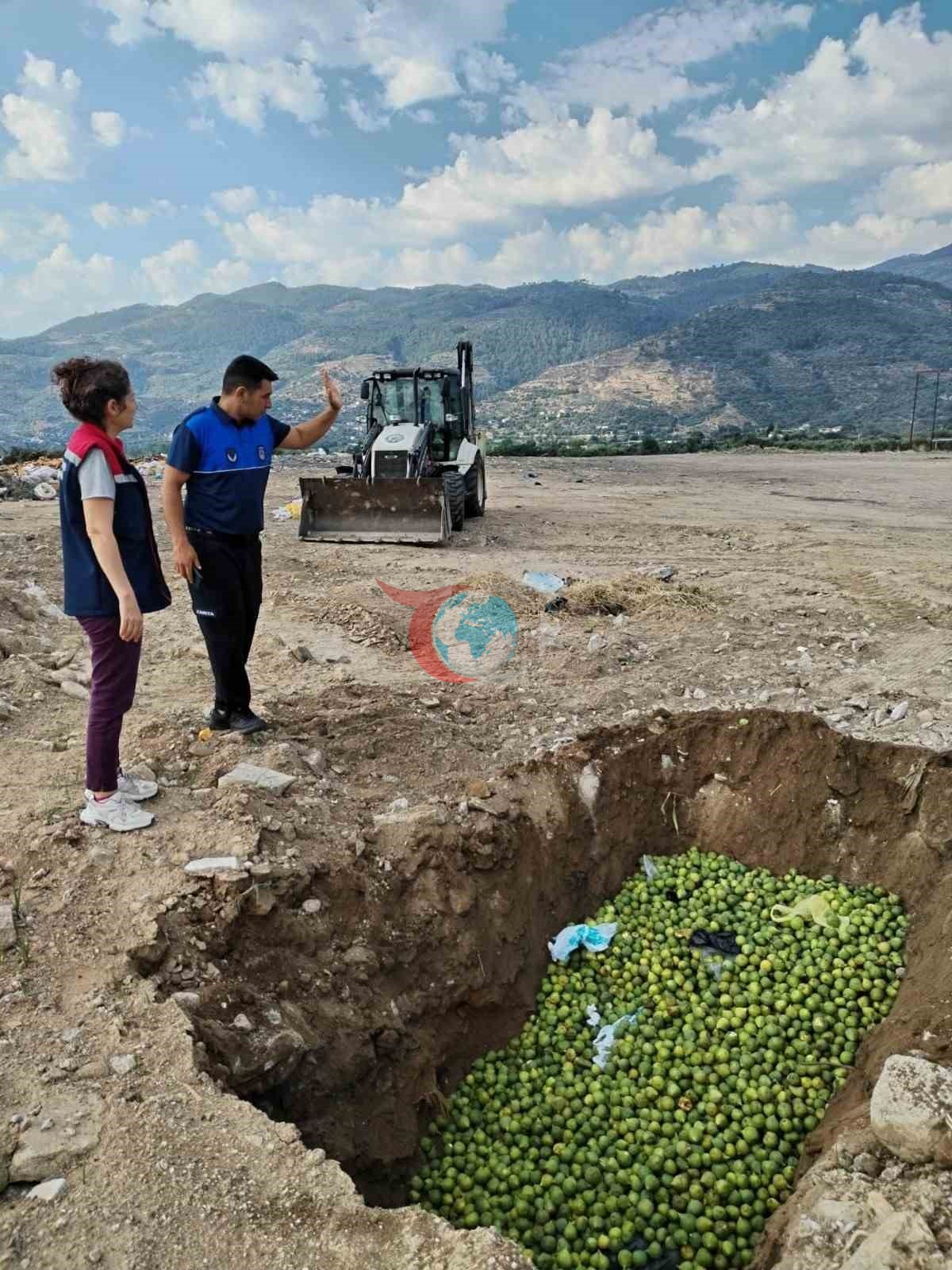 Bozdoğan'da İncir Üretimini Tehdit Eden İlekler İmha Edildi