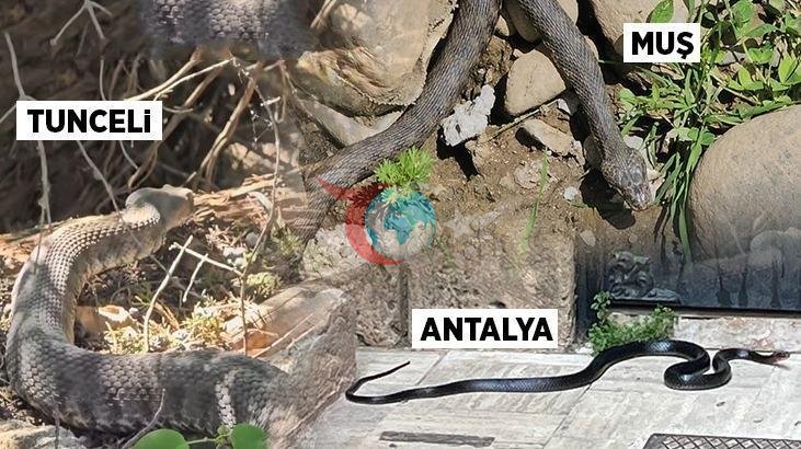 Türkiyədə ilanların əhəmiyyəti və yayılmasına dair hərtərəfli icmal