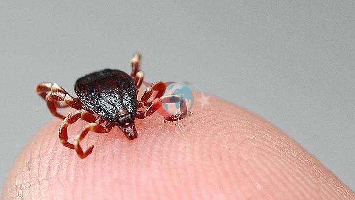Kenelerle Mücadelede Bilinçlenme Zamanı