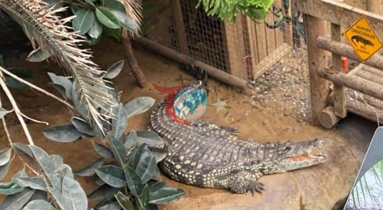 3 yaşlı uşaq timsahların üstünə atıldı Zooparkda ağlasığmaz hadisə