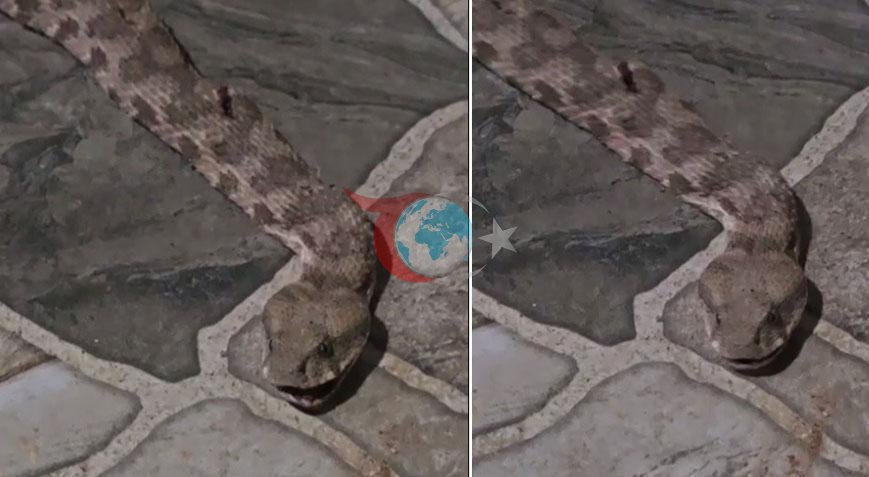 Şırnak'ta Balkon Keyfi Yılan Paniğine Dönüştü