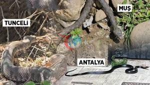 Yılan paniği