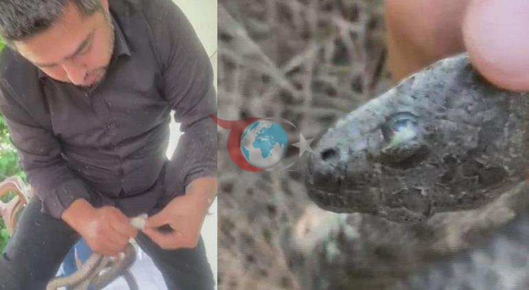 Məkan: Şırnak çay kefi kabusa çevrildi: Nəhəng ilan çaxnaşması