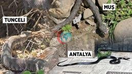 İlan panikası