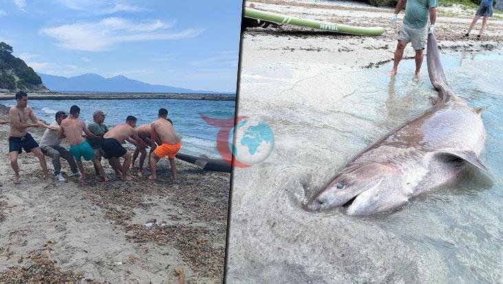 Kuşadası Kıyılarında 3,85 Metrelik Boz Camgöz Köpekbalığı Bulundu