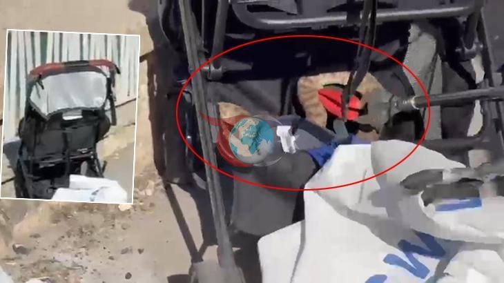 Şanlıurfa'da Bebek Arabasına Düşen Yılan Korku Yarattı