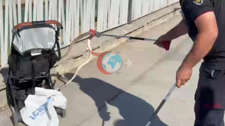 Şanlıurfada ağaçtan bebek arabasına düşen yılan panik yarattı