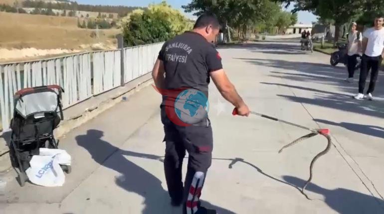 Şanlýurfadaky agaçdan çaga gezelençine düşen ýylan howsala döretdi