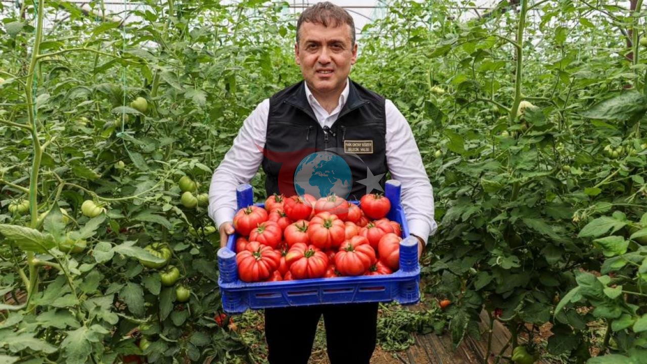 Bilecik'te Örtü Altı Domates Hasadı: Üretimde Yeni Sezon Başladı