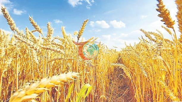 Boluda agroekologiki çemeleşme bilen bugdaý önümçiliginiň ýokarlanmagy