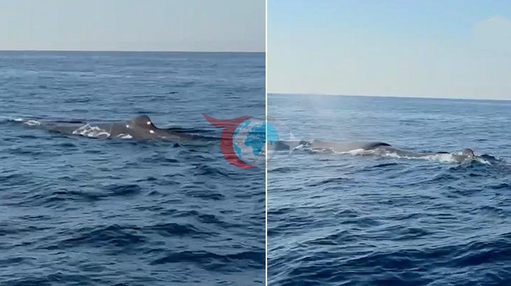 Alanya Kıyılarında Yüzen Dev: Balina Görüntülendi