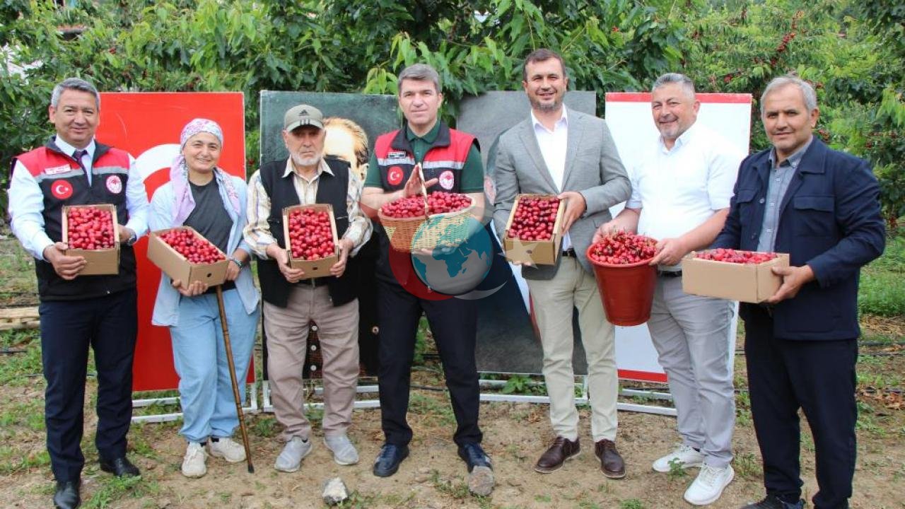Amasya Kirazında Rekolte Sevinci: 50 Bin Ton Hasat Beklentisi
