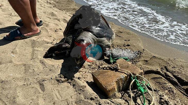 Pamucak Sahili'nde Acı Olay: Deniz Kaplumbağası Ölü Bulundu