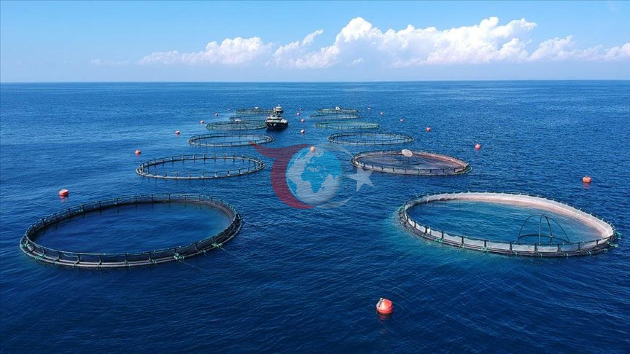 Doğu Karadeniz'den Su Ürünleri İhracatında Büyük Başarı