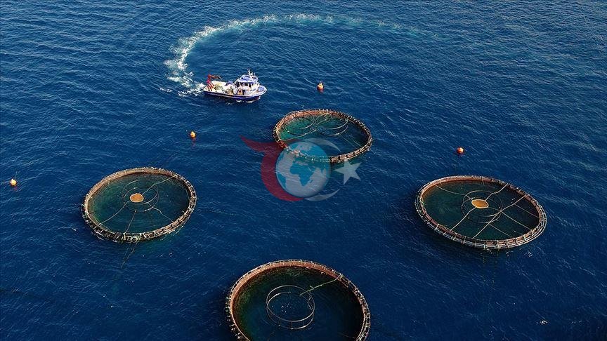 Şərqi Qara dənizdən kütləvi ixrac hücumu! 5 ayda 73 milyon dollar gəlir əldə etdi