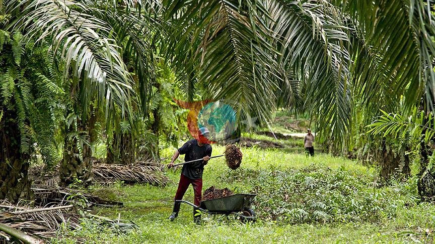 Palm Yağı Fiyatlarında Düşüş: Petrol ve Soya Yağı Etkisi