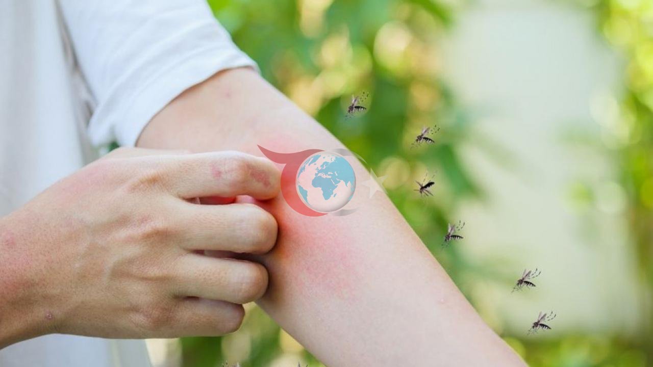 Asya Kaplan Sivrisineği Hakkında Bilmeniz Gerekenler