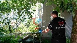 Düzce-de Aziýa igerolbars çybyn duýduryşy