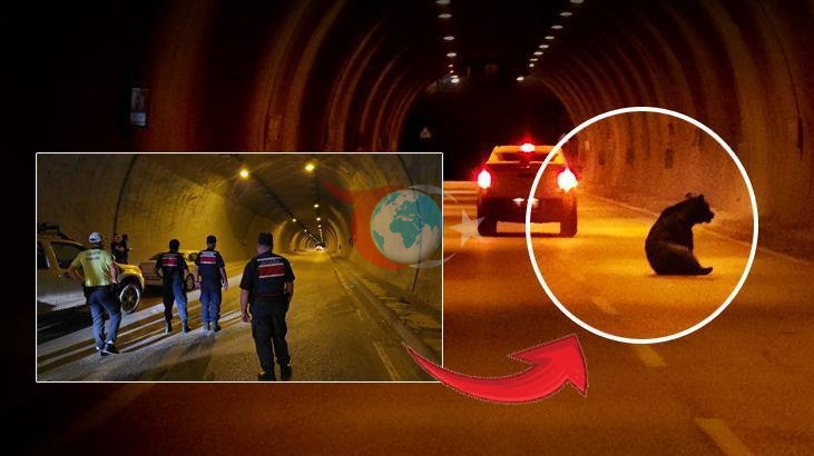 Karabük'te Tünelde Ayı Paniği: Kaza ve Kaçış Anları