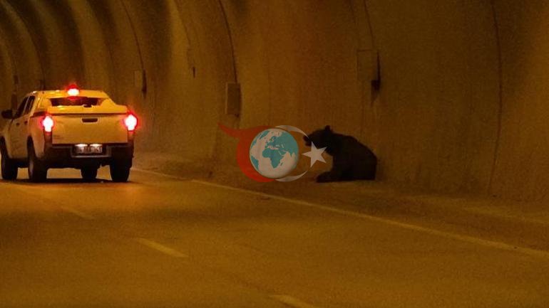 Film değil gerçek Karabükte tünele giren ayı tüneli birbirine kattı