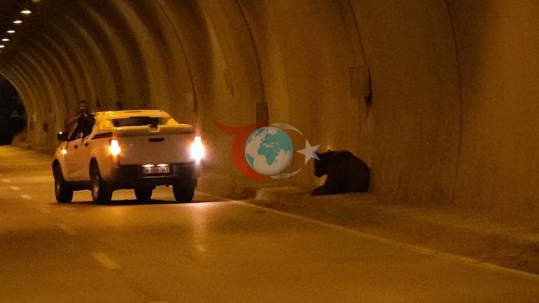Film değil gerçek Karabükte tünele giren ayı tüneli birbirine kattı
