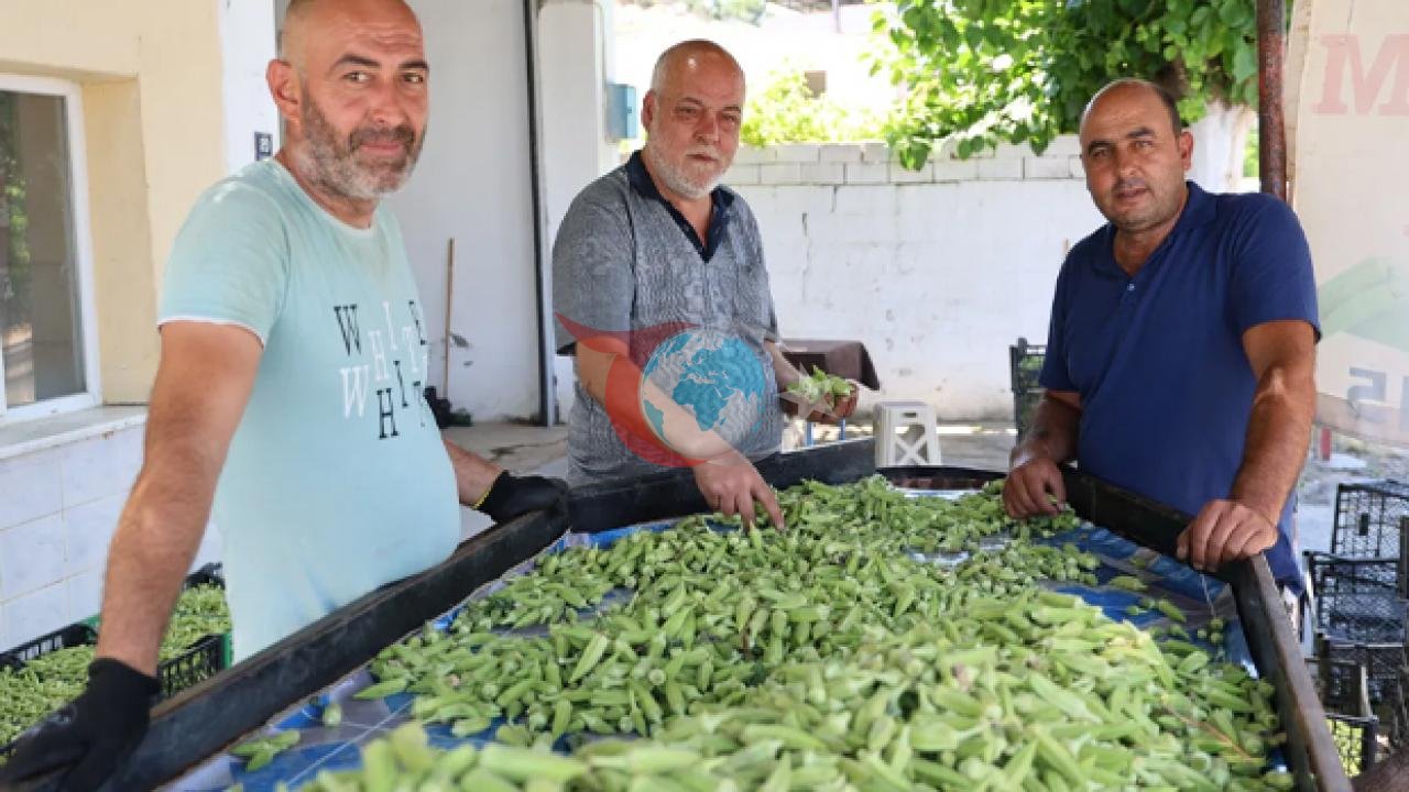 Bamya Üretiminde Fiyatlar ve Destek Beklentileri