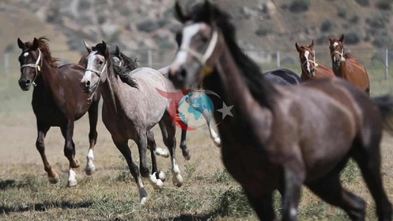TİGEM'den 61 Safkan Arap Koşu Tayı Satışı