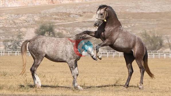 Karacabey'de Safkan Arap Tayları Açık Artırmaya Çıkıyor