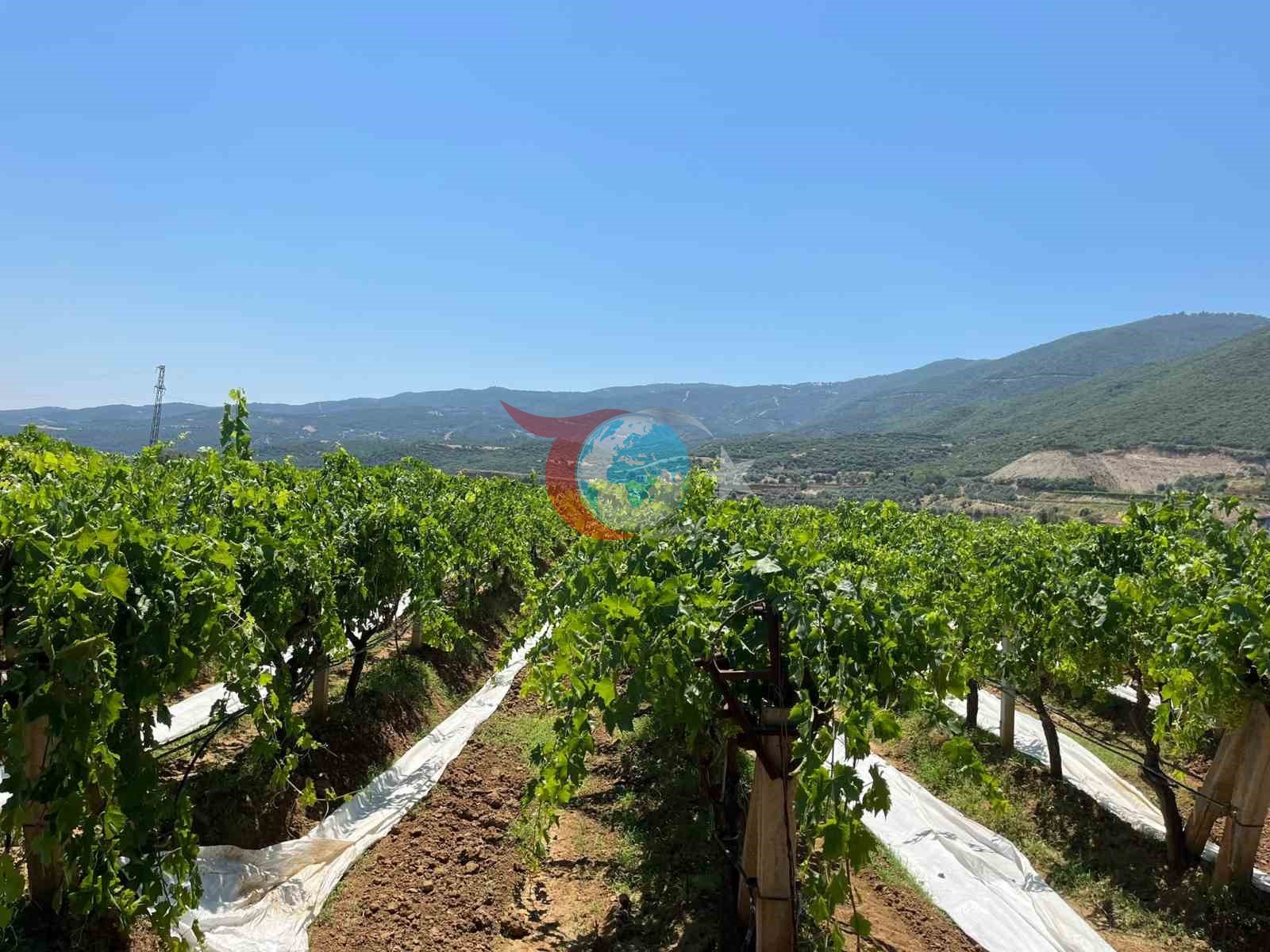 Sarıgöl'de Üzüm Bağları Koruma Altında: Örtüleme Çalışmaları Başladı