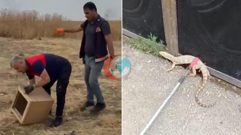 Evde görenler şaşkına döndü Çöl varanı paniği