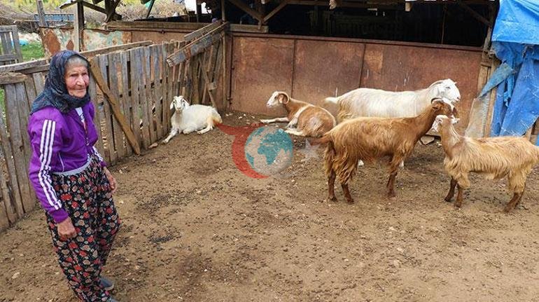 94 yaşında, 90 yıldır dağlarda Emine Nineden ilham veren yaşam hikayesi
