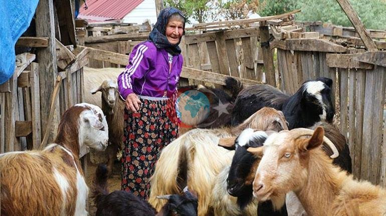 94 yaşında, 90 yıldır dağlarda Emine Nineden ilham veren yaşam hikayesi