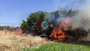 Çanakkalede korkutan yangın Alevler rüzgarla büyüdü