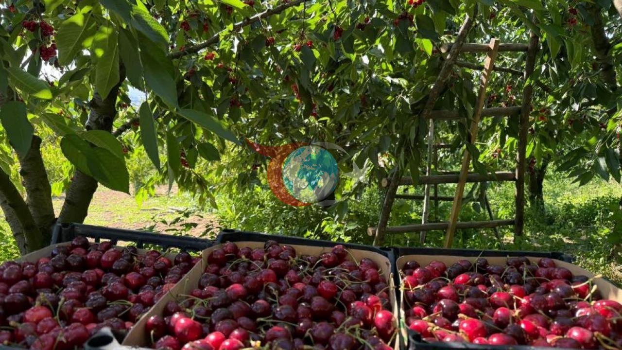 Yalova Dereköydə Bol Albalı Məhsulu Başladı