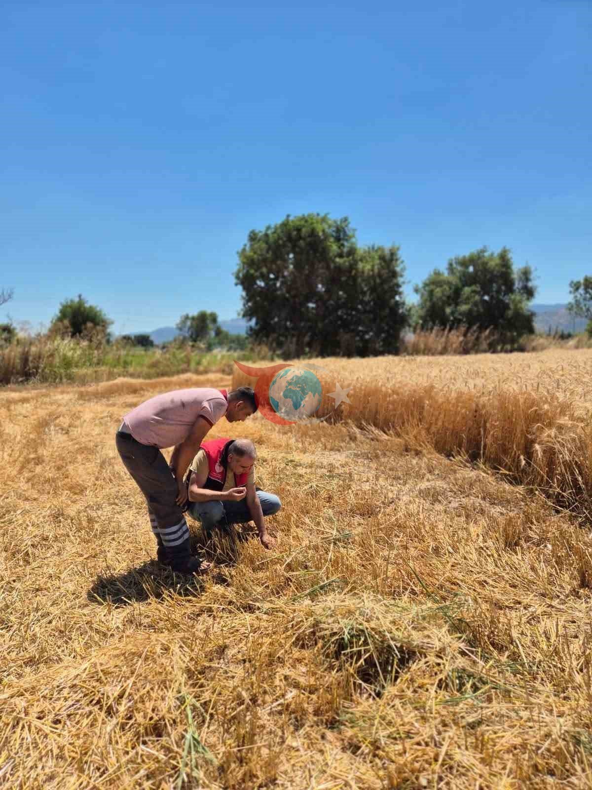 Havran'da 2025-2026 Hububat Hasat Kontrolleri Sürüyor