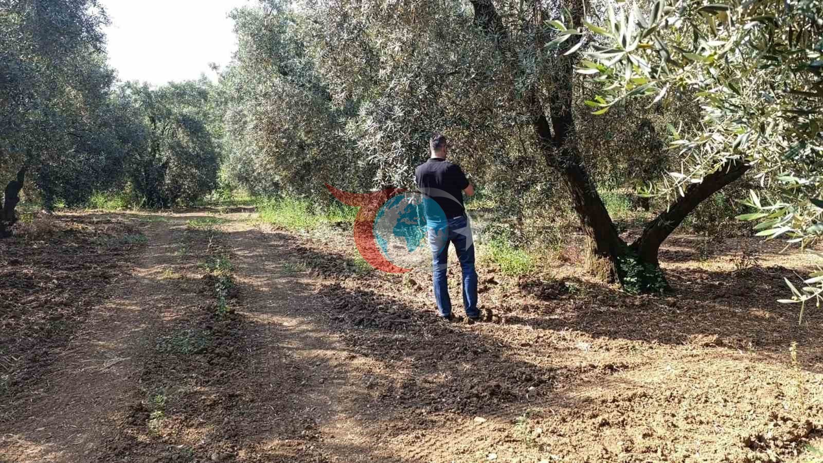 Zeytin Sineğine Karşı Mücadele Balıkesir'de Devam Ediyor