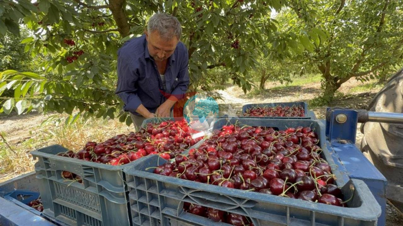 Tokat'ta Kiraz Üretimi: Tarlada 60 TL, Markette 200 TL