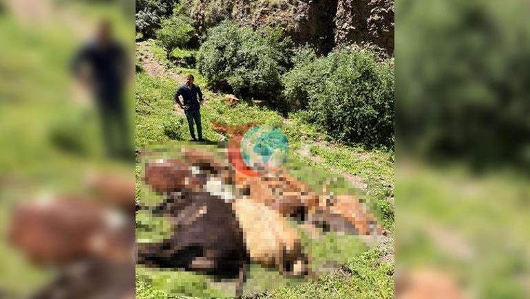 Tek saldırı, 26 telef Yabani hayvanı görünce kayalıklardan atladılar