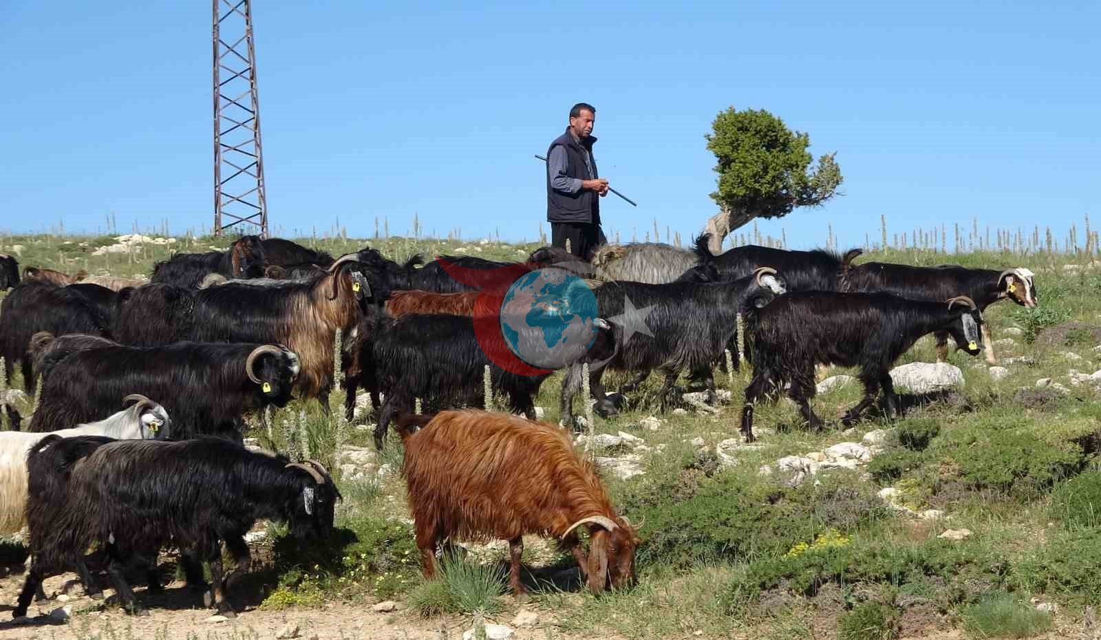 Toroslar'da Canlanan Yaşam: Yörüklerin Keçi Mesaisi