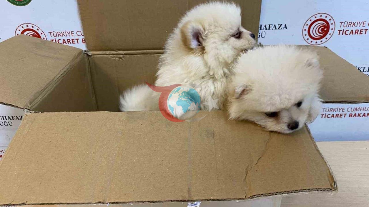 Türkiye'de Yavru Köpek Kaçakçılığına Darbe: Bakanlık Harekete Geçti