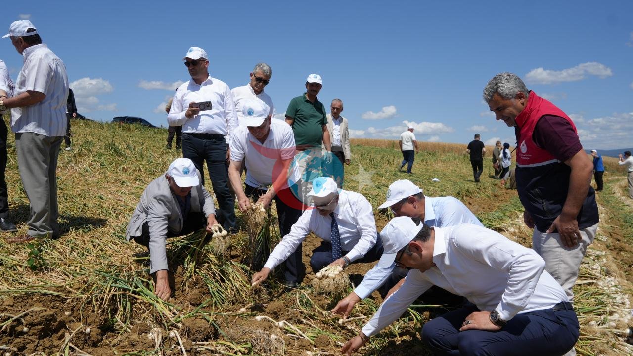 Taşköprü Sarımsağında Hasat Zamanı: 'Beyaz Altın'da Yeni Sezon Başladı