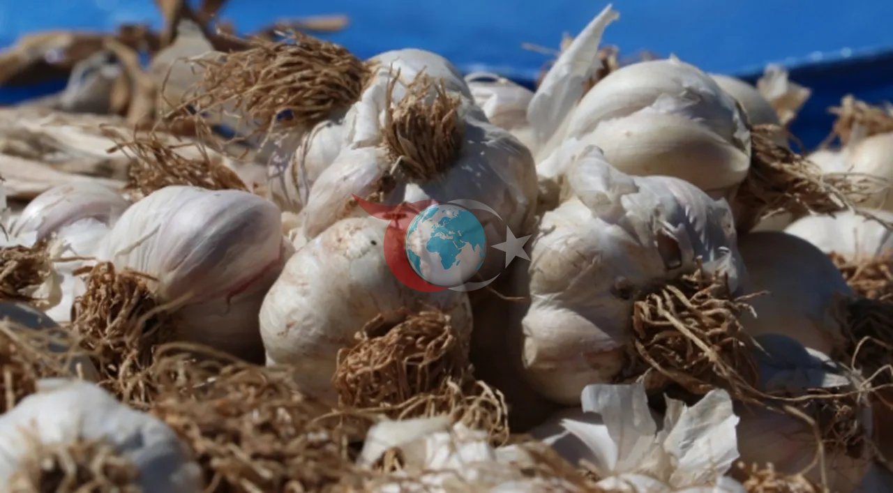 'Beyaz Altın'da hasat başladı! 4 bin aile üretiyor, tanesi 120 TL'den satılıyor