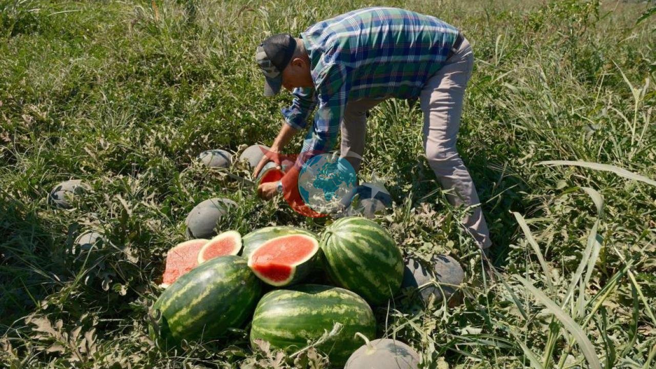 Sözleşmeli Tarım Tuzağı: Karacabeyli Üretici 20 Milyon Lira Zarar Etti