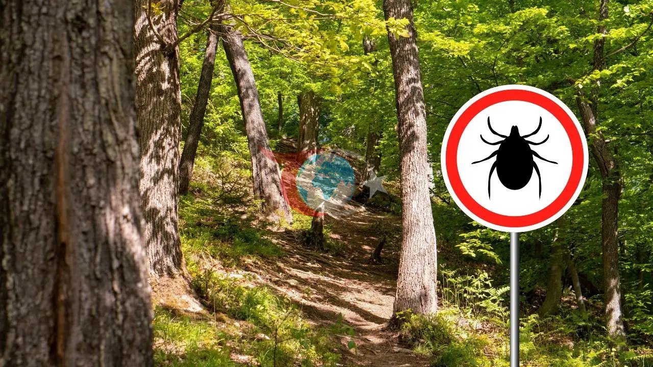 Kene Isırmasında Hayati Hatalar: Enfeksiyon Riskini Katlayan Yanlış Müdahalelere Dikkat!