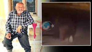 İzmirde balkonda uyuyan yaşlı adamı sürükleyerek öldürmüştü Saldırgan ayı 5 gün sonra vuruldu