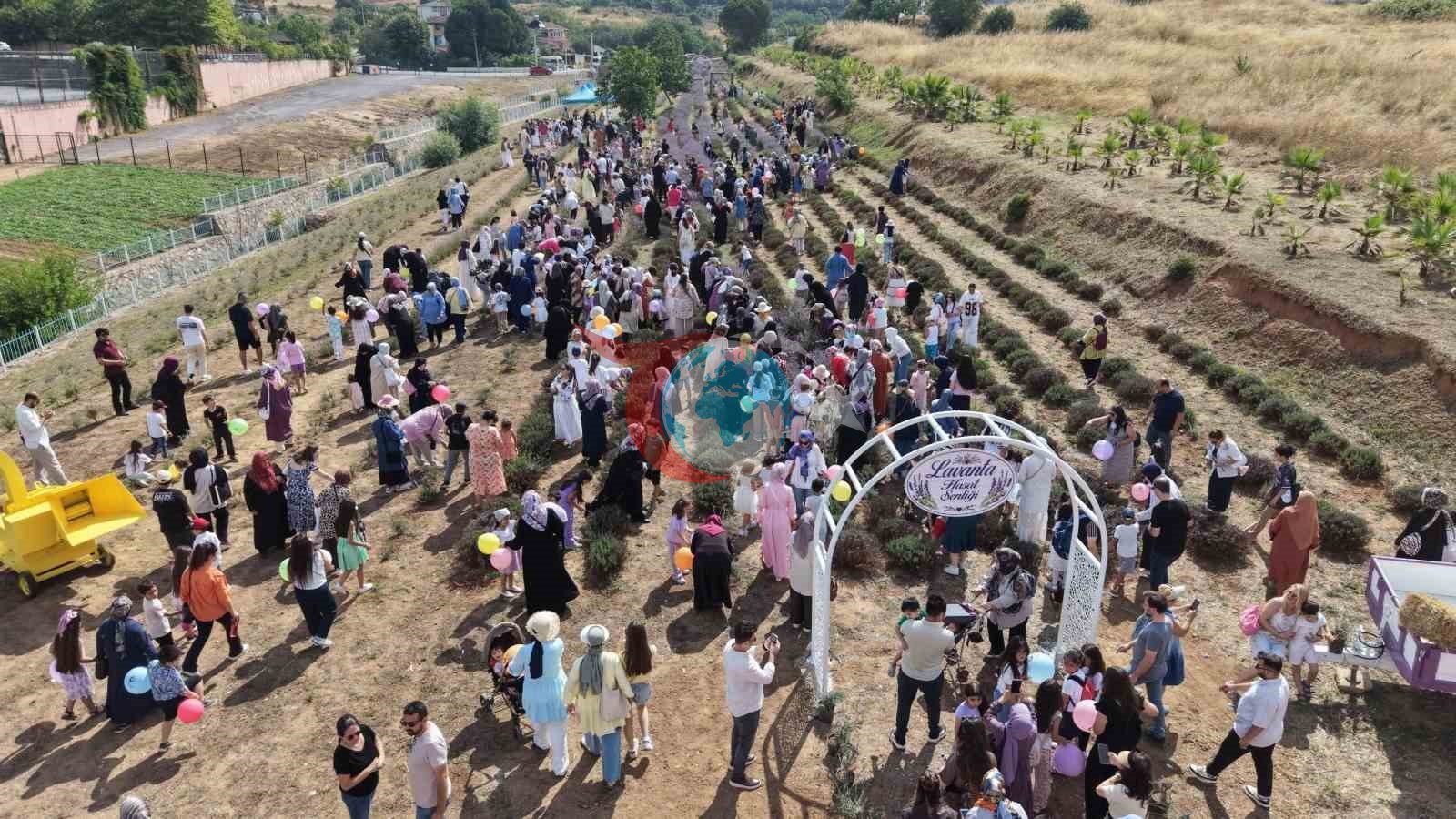 Çayırova'da Görsel Şölen: Lavanta Bahçelerinde İkinci Hasat Coşkusu