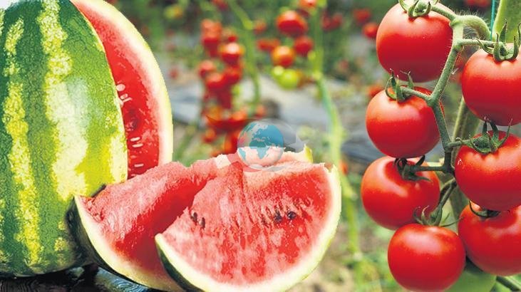 İstanbul'da Yaz Sıcakları Manav Tezgâhlarını Isıttı: Haziran Ayının Şampiyonları Karpuz ve Domates Oldu