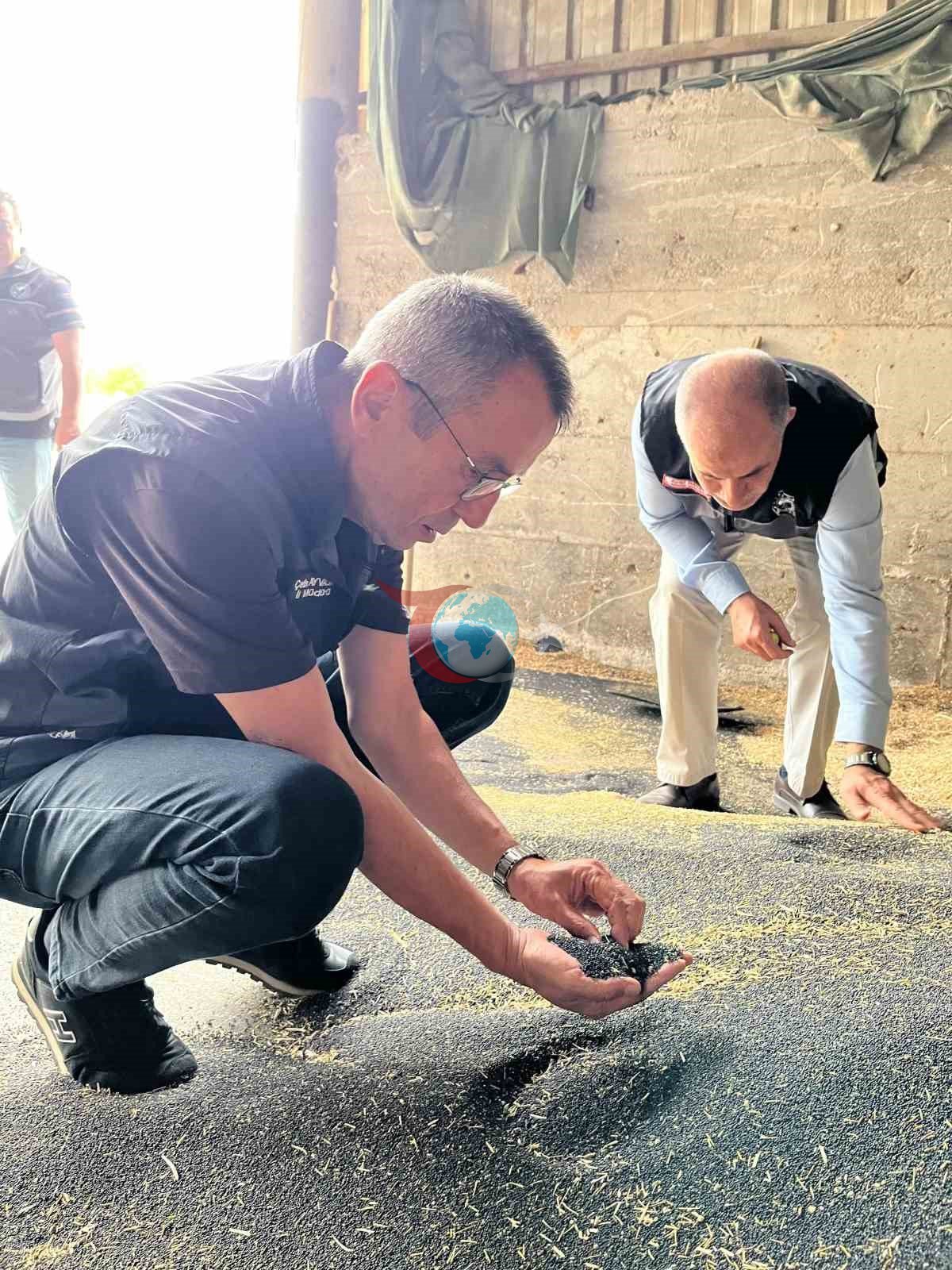 Bilecik'te Hasat Sezonu Hareketliliği: Kanola ve Ayçiçeği Alımları Hız Kesmeden Sürüyor