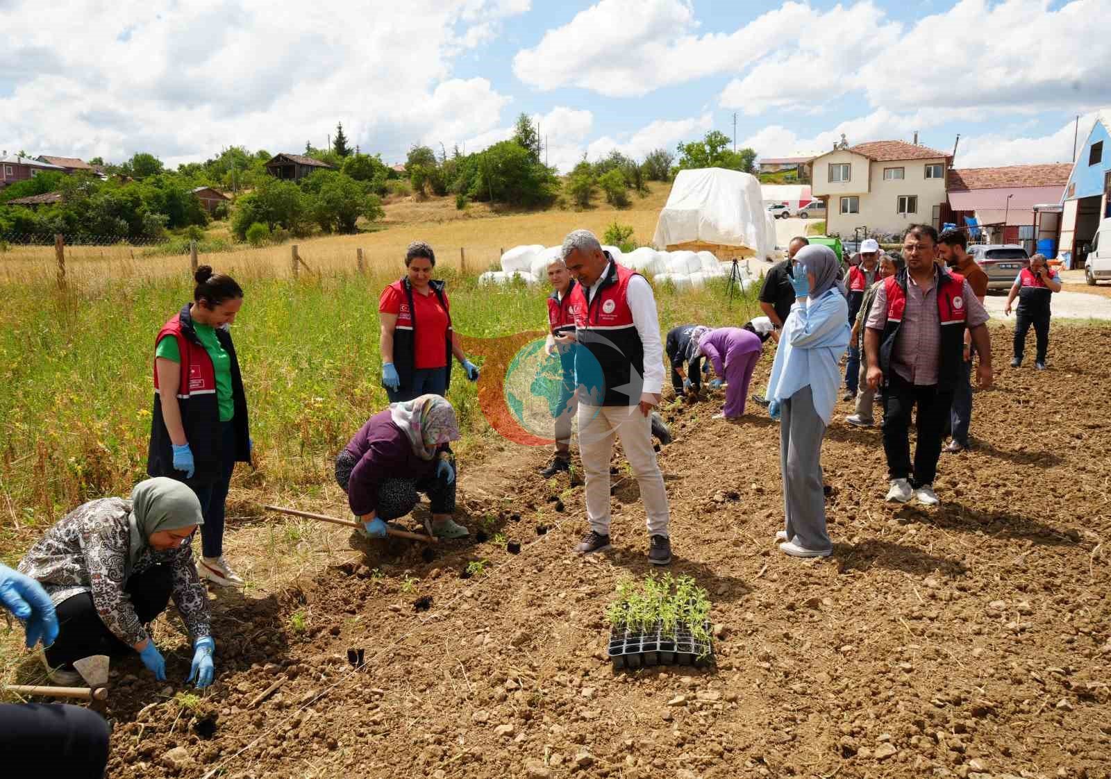 Üniversite Serasından Çiftçiye Büyük Destek: Tıbbi ve Aromatik Bitkiler Kastamonu’da Gelir Kapısı Oluyor