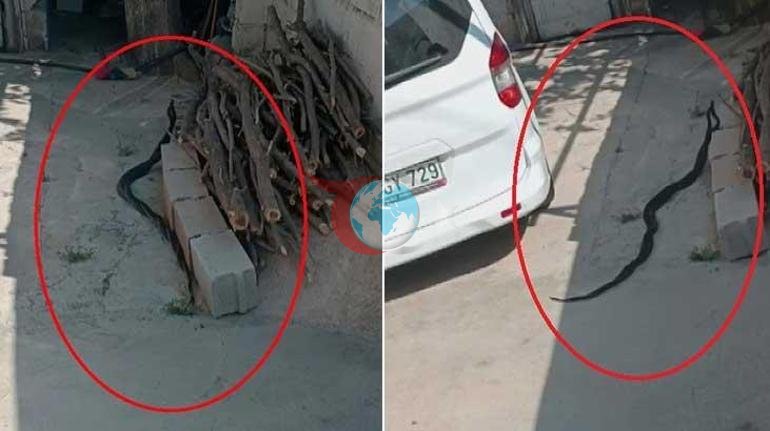Amasyadagi uyda ilon vahima U ushlab oldi va bo'yniga o'rab oldi